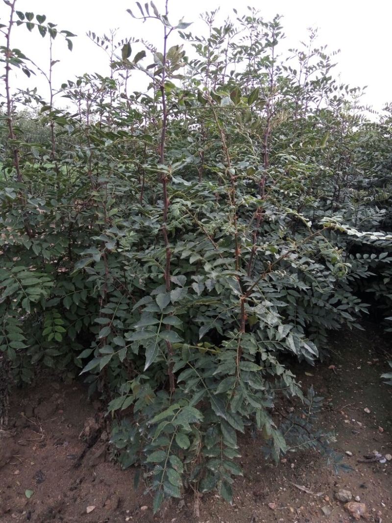 花椒苗价格无刺花椒苗基地嫁接的花椒苗哪里有