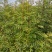 花椒苗价格无刺花椒苗基地嫁接的花椒苗哪里有
