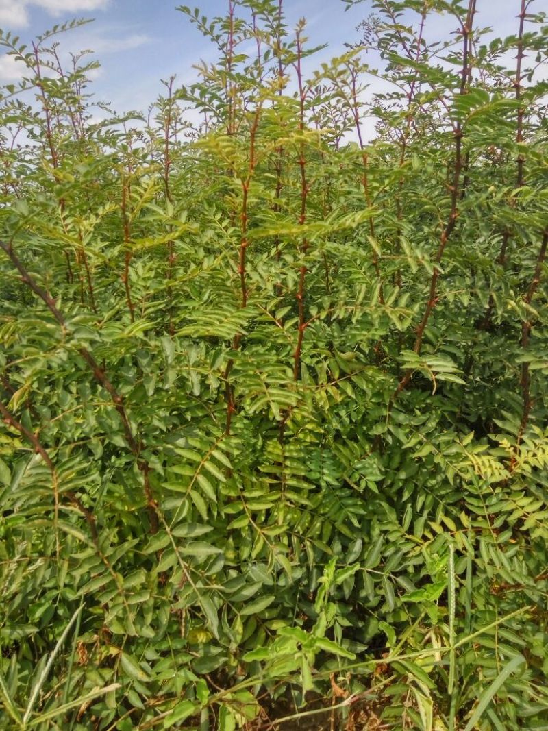 花椒苗价格无刺花椒苗基地嫁接的花椒苗哪里有