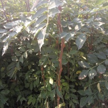 花椒苗价格无刺花椒苗基地嫁接的花椒苗哪里有