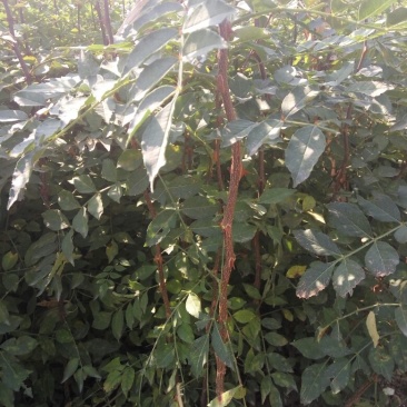 花椒苗价格无刺花椒苗基地嫁接的花椒苗哪里有