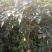 花椒苗价格无刺花椒苗基地嫁接的花椒苗哪里有