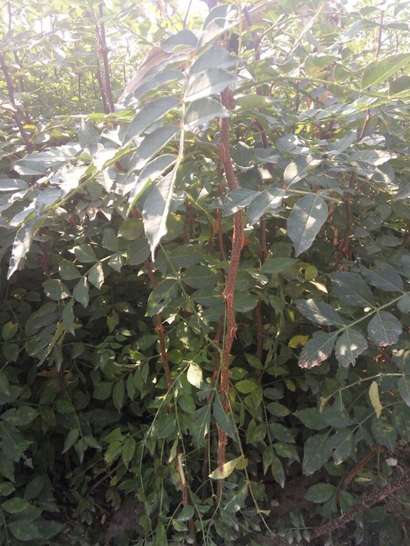 花椒苗价格无刺花椒苗基地嫁接的花椒苗哪里有