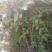 花椒苗价格无刺花椒苗基地嫁接的花椒苗哪里有