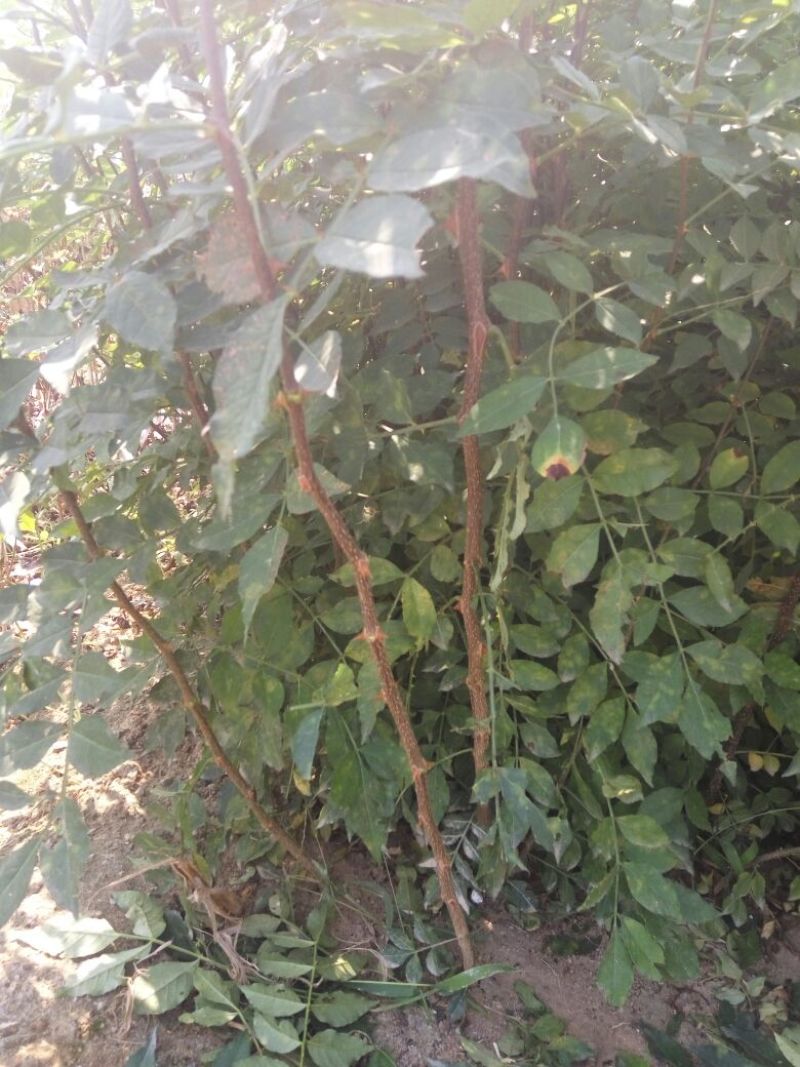 花椒苗价格无刺花椒苗基地嫁接的花椒苗哪里有