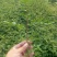 花椒苗价格无刺花椒苗基地嫁接的花椒苗哪里有