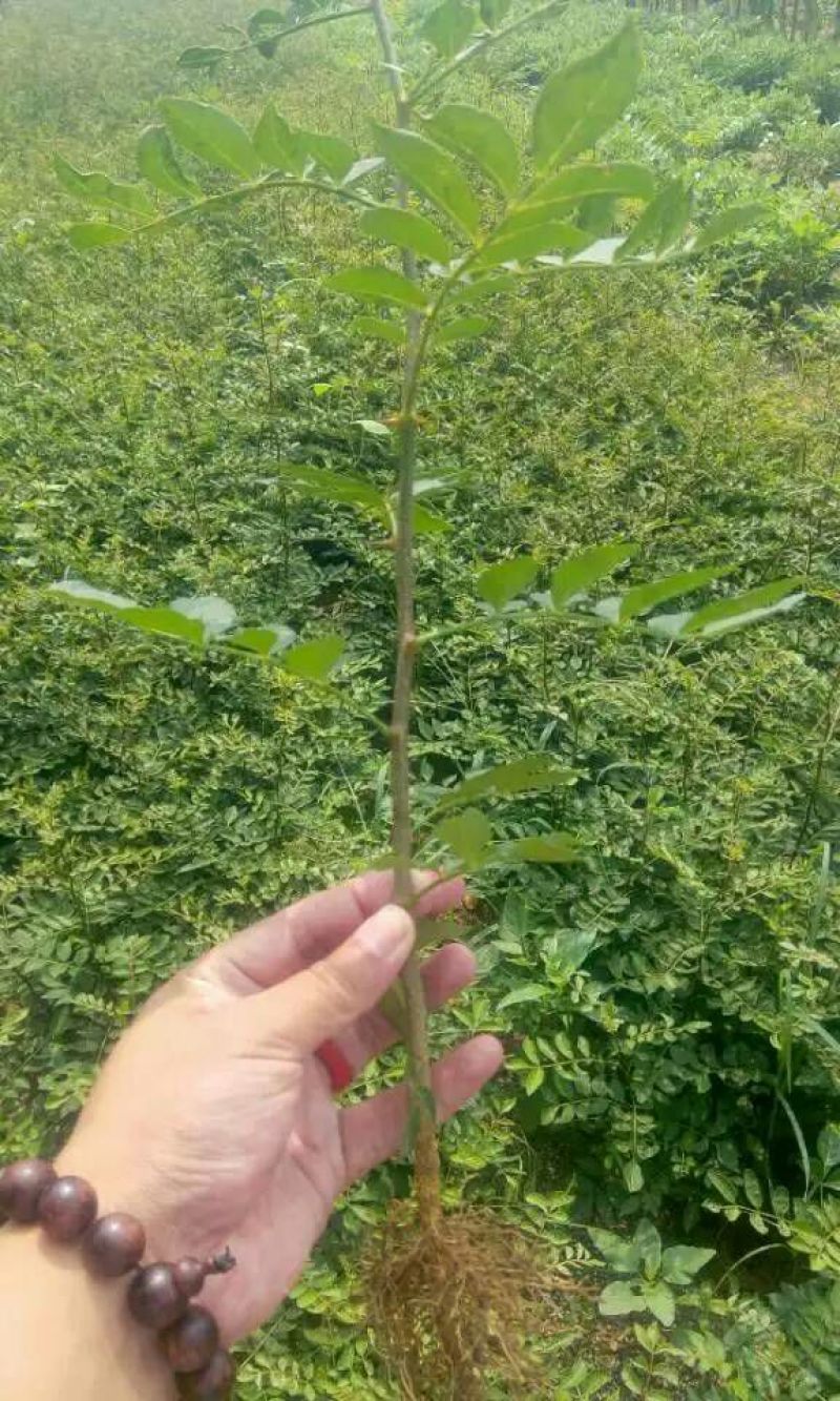 花椒苗价格无刺花椒苗基地嫁接的花椒苗哪里有
