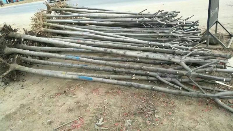 白蜡苗80cm以上分株