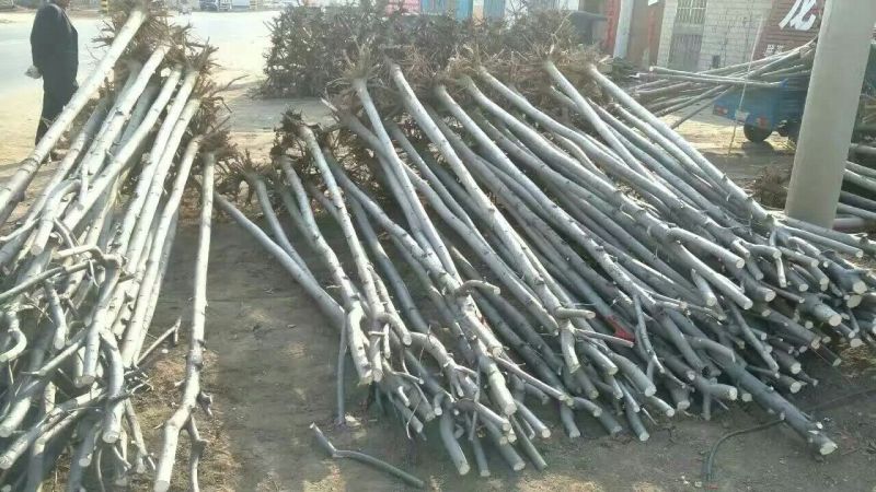 白蜡苗80cm以上分株