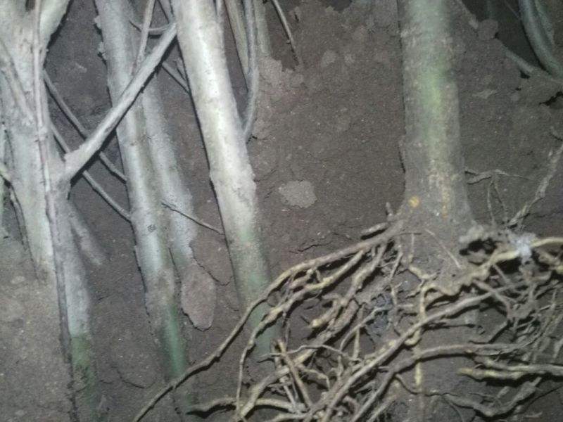 石榴苗80cm以上