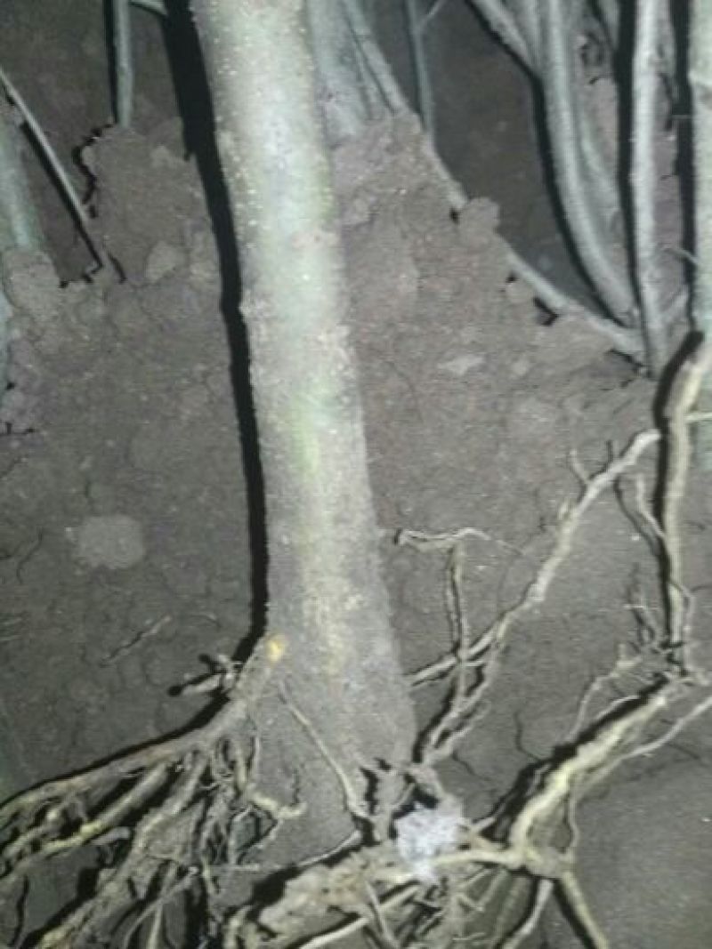 石榴苗80cm以上