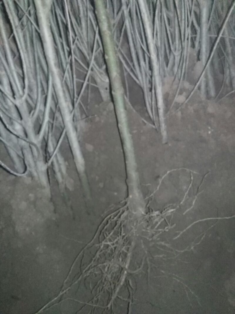 石榴苗80cm以上