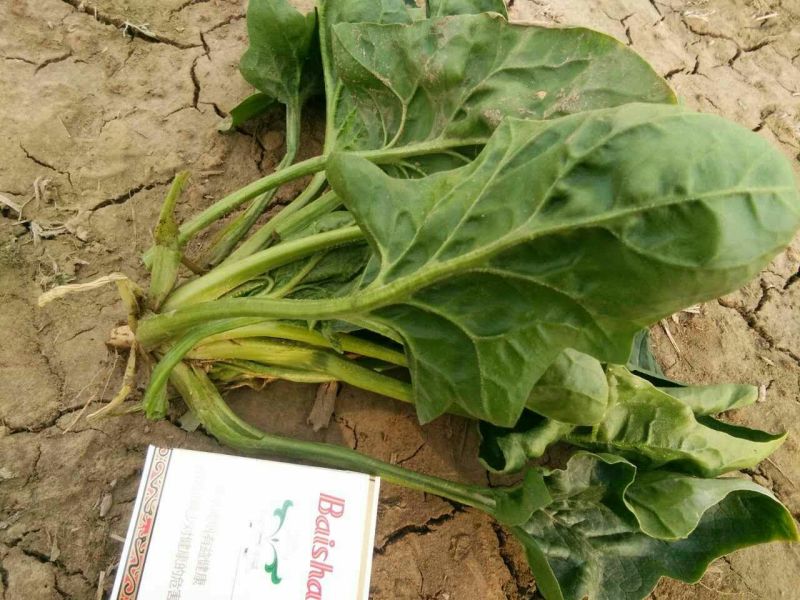 越冬菠菜35~40厘米