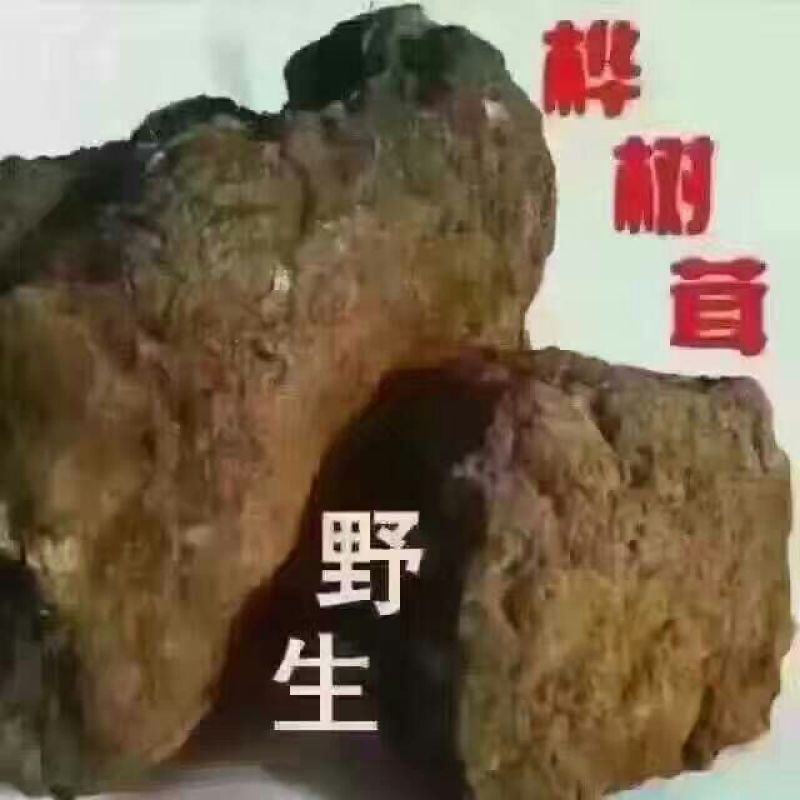 桦树泪