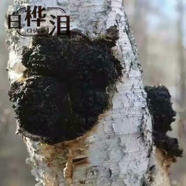 桦树泪