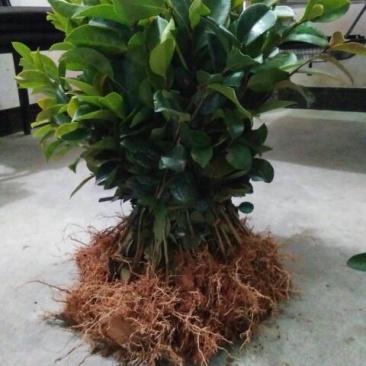 油茶苗30~50cm