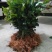 油茶苗30~50cm