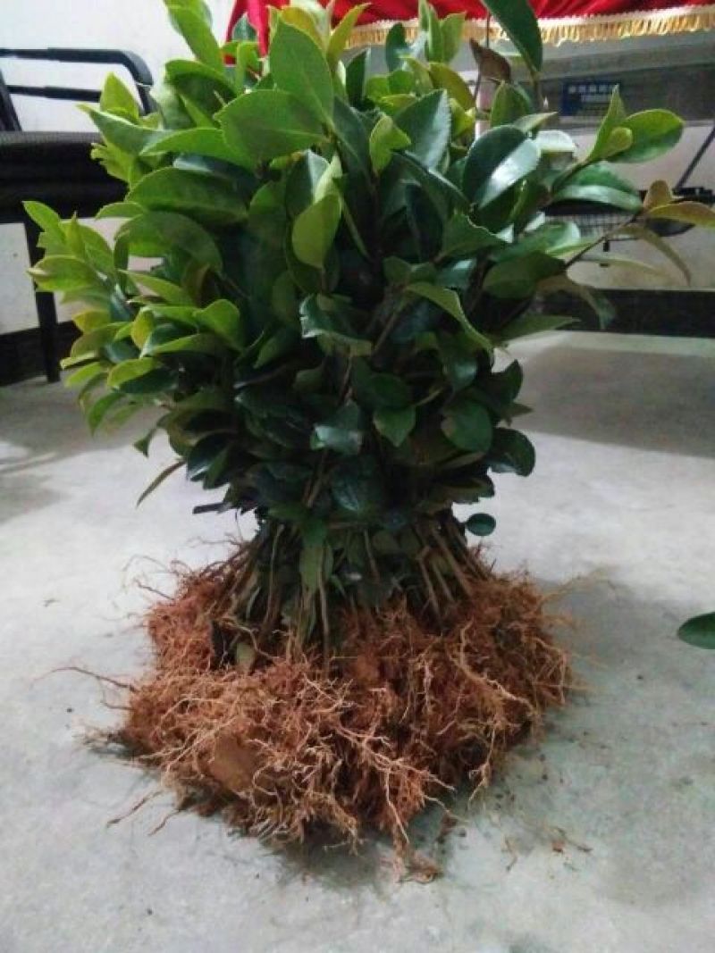 油茶苗30~50cm