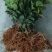油茶苗30~50cm