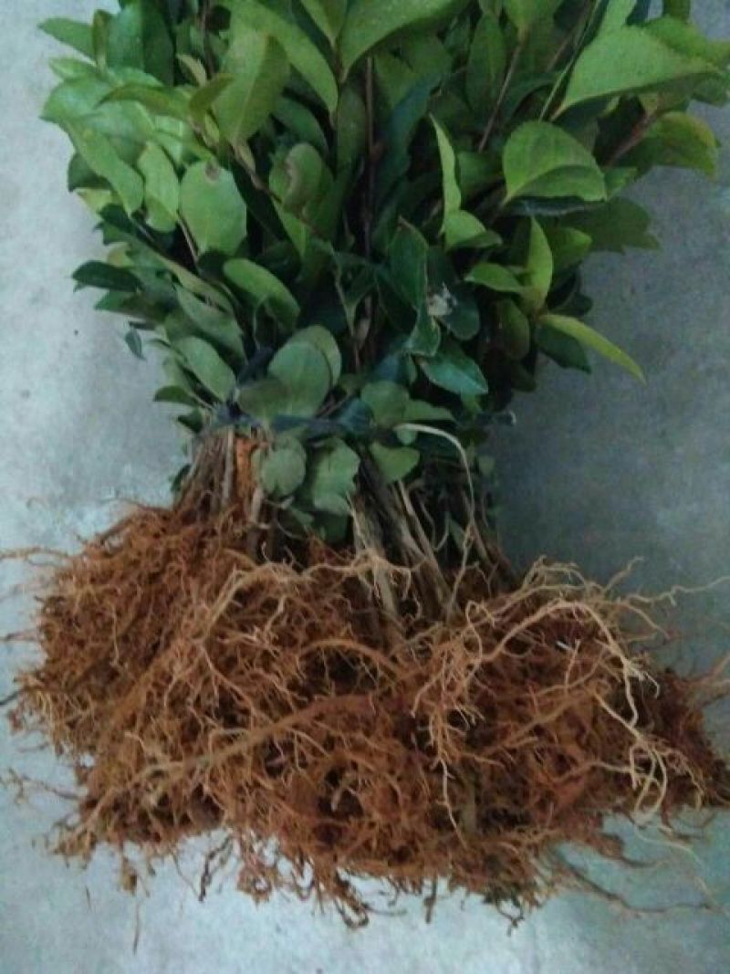 油茶苗30~50cm