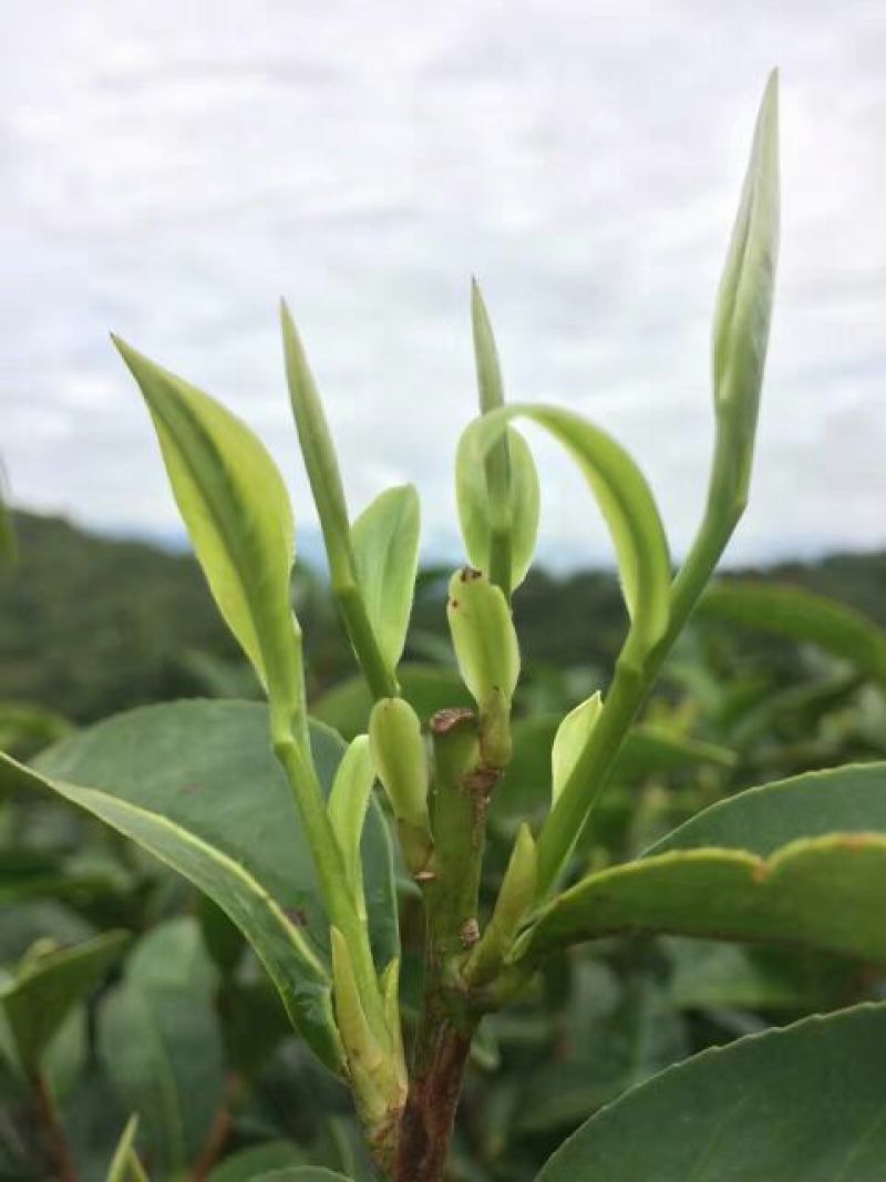 古树普洱茶特级