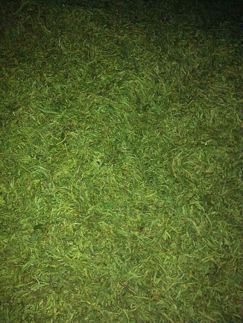 古树普洱茶特级