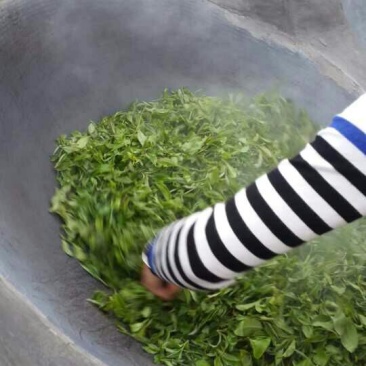 古树普洱茶特级