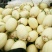 东方蜜1号甜瓜东方蜜瓜大量供应实力代办