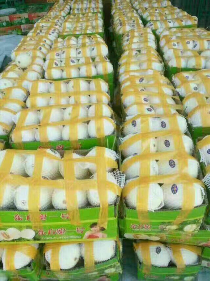 东方蜜1号甜瓜东方蜜瓜大量供应实力代办