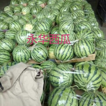美都8424麒麟西瓜有籽无籽美都西瓜大量供货