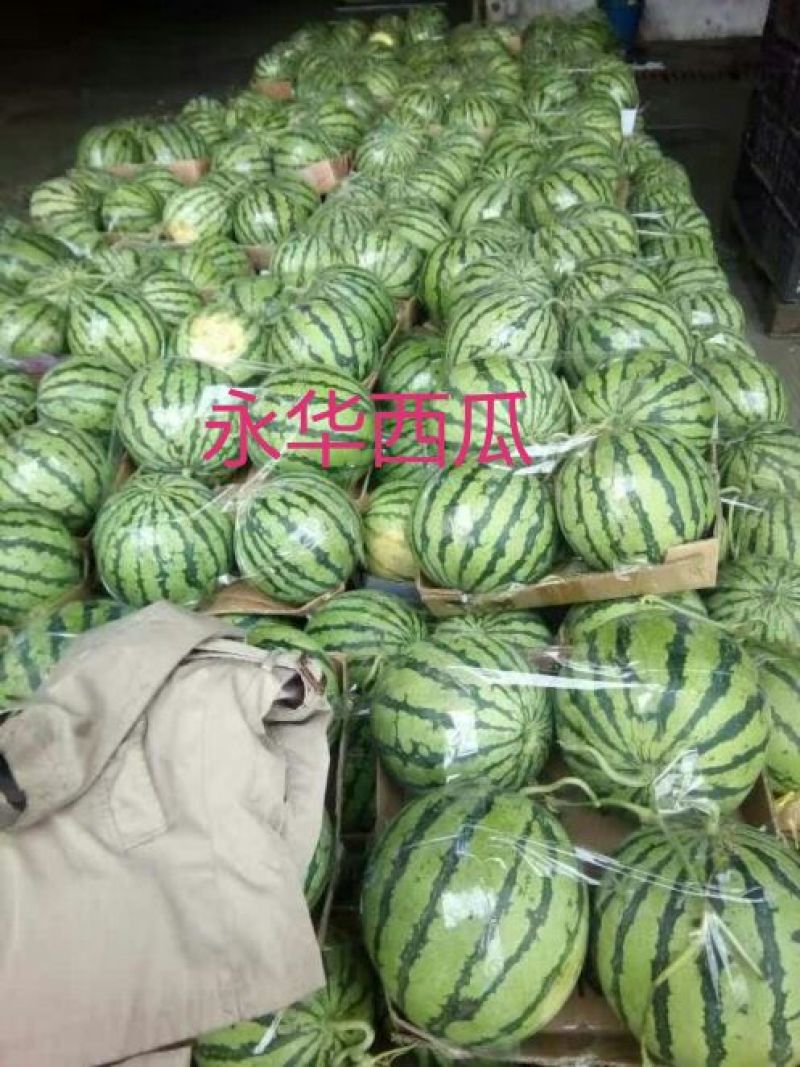 美都8424麒麟西瓜有籽无籽美都西瓜大量供货