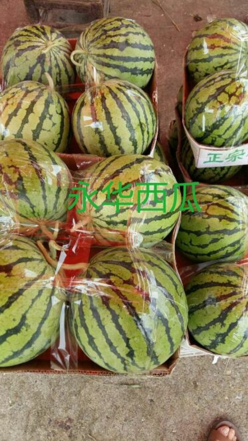 美都8424麒麟西瓜有籽无籽美都西瓜大量供货