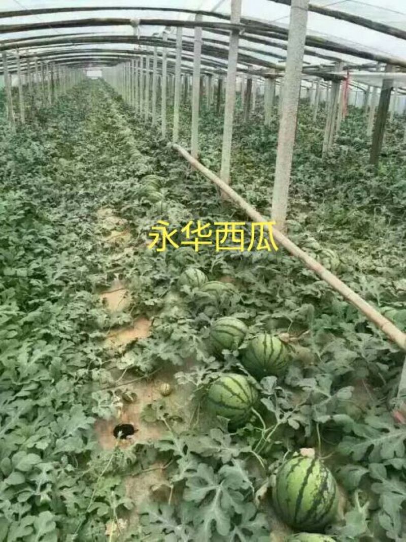 美都8424麒麟西瓜有籽无籽美都西瓜大量供货