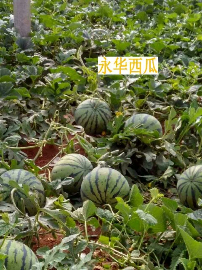 美都8424麒麟西瓜有籽无籽美都西瓜大量供货