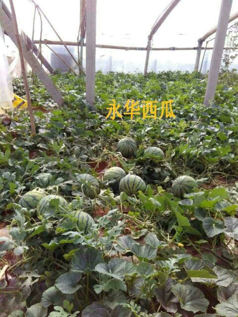 美都8424麒麟西瓜有籽无籽美都西瓜大量供货
