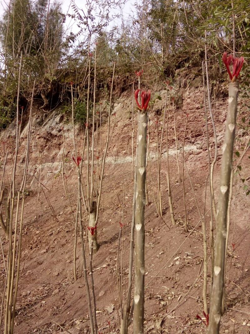 香椿芽10cm以下
