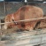 肉牛牛犊,利木赞牛牛犊200~300斤,10头包送货