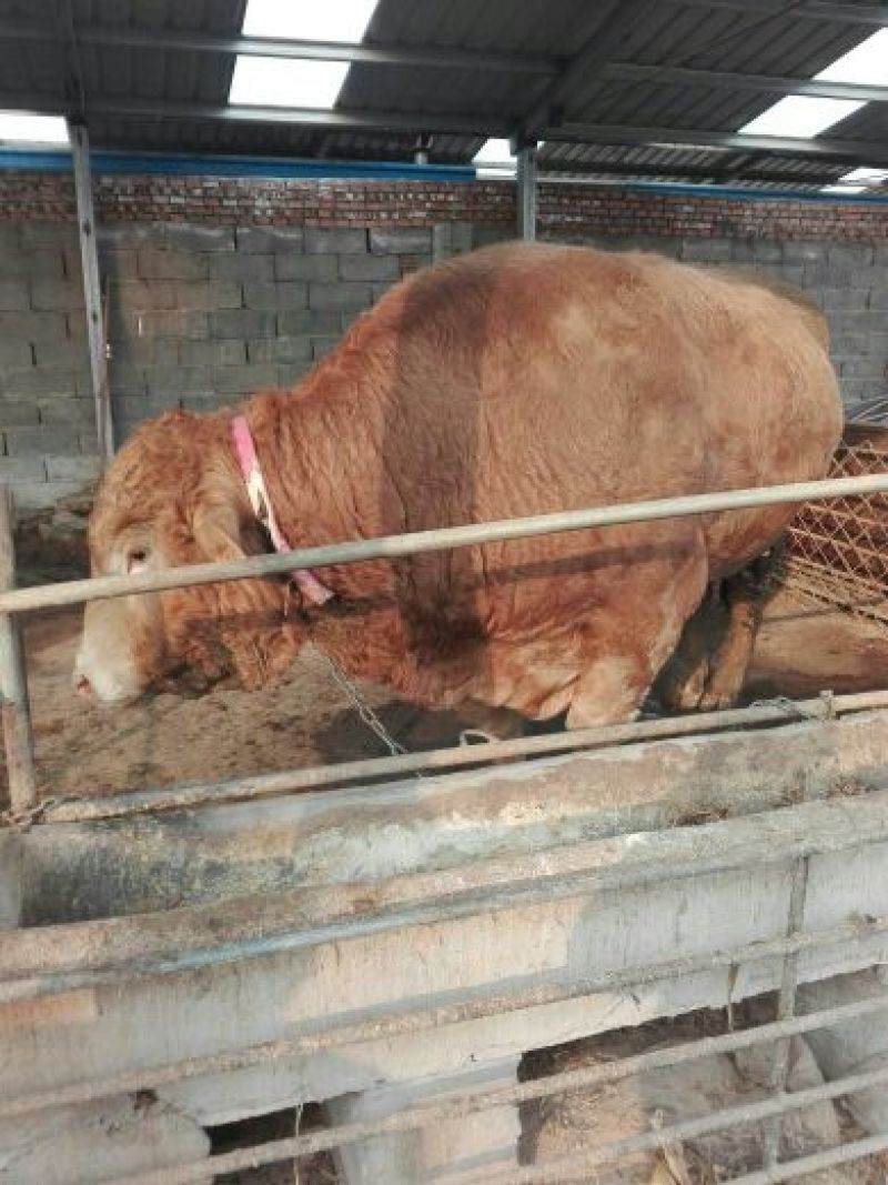肉牛牛犊，利木赞牛牛犊200~300斤，10头包送货