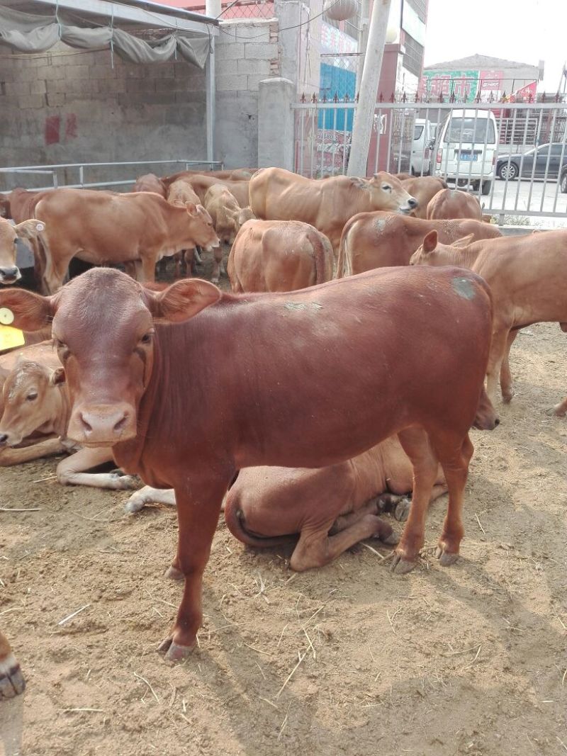 肉牛牛犊，利木赞牛牛犊200~300斤，10头包送货