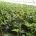 绿皮西葫芦0.8斤以上