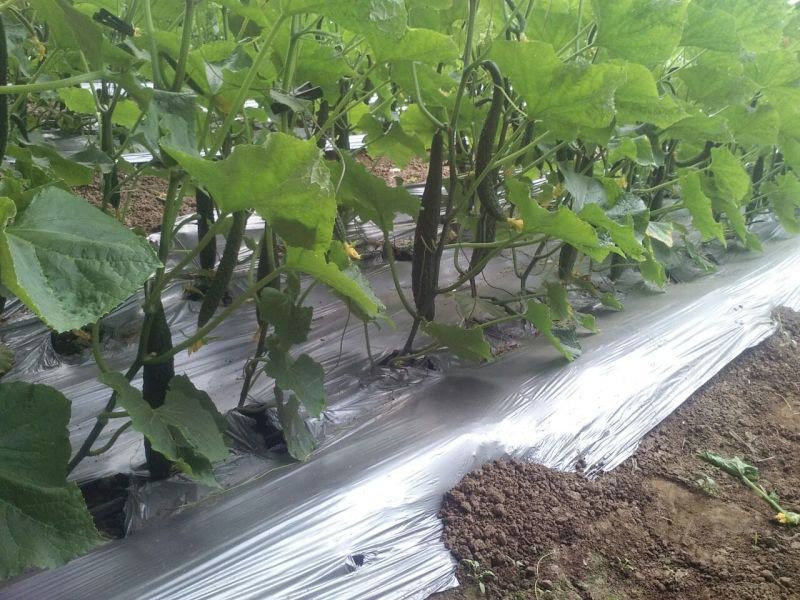 刺黄瓜干花带刺22~25公分
