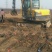 梨树苗皇冠梨苗80cm以上0.8cm