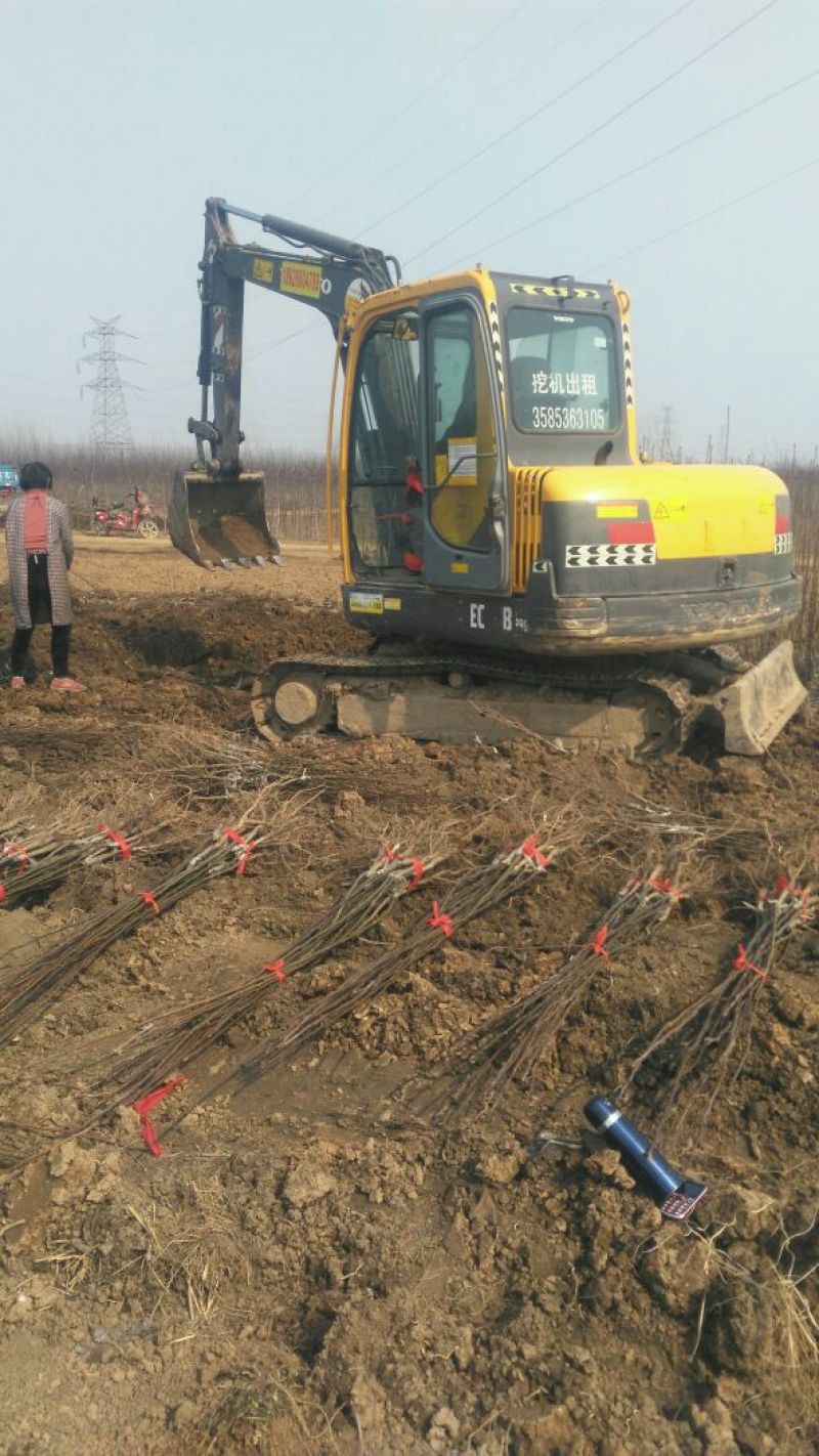 梨树苗皇冠梨苗80cm以上0.8cm