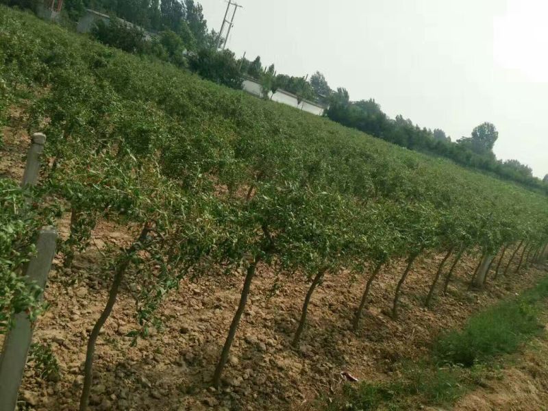 枸杞树纯天然养生枸杞