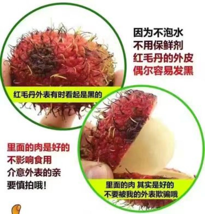 毛丹2cm以上