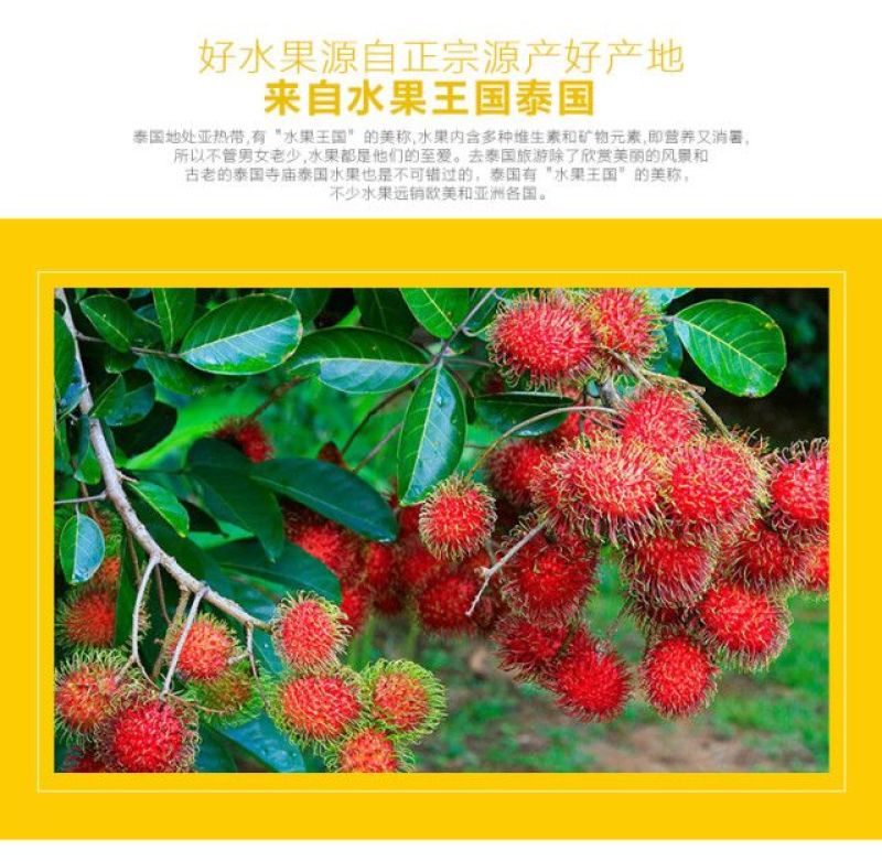 毛丹2cm以上