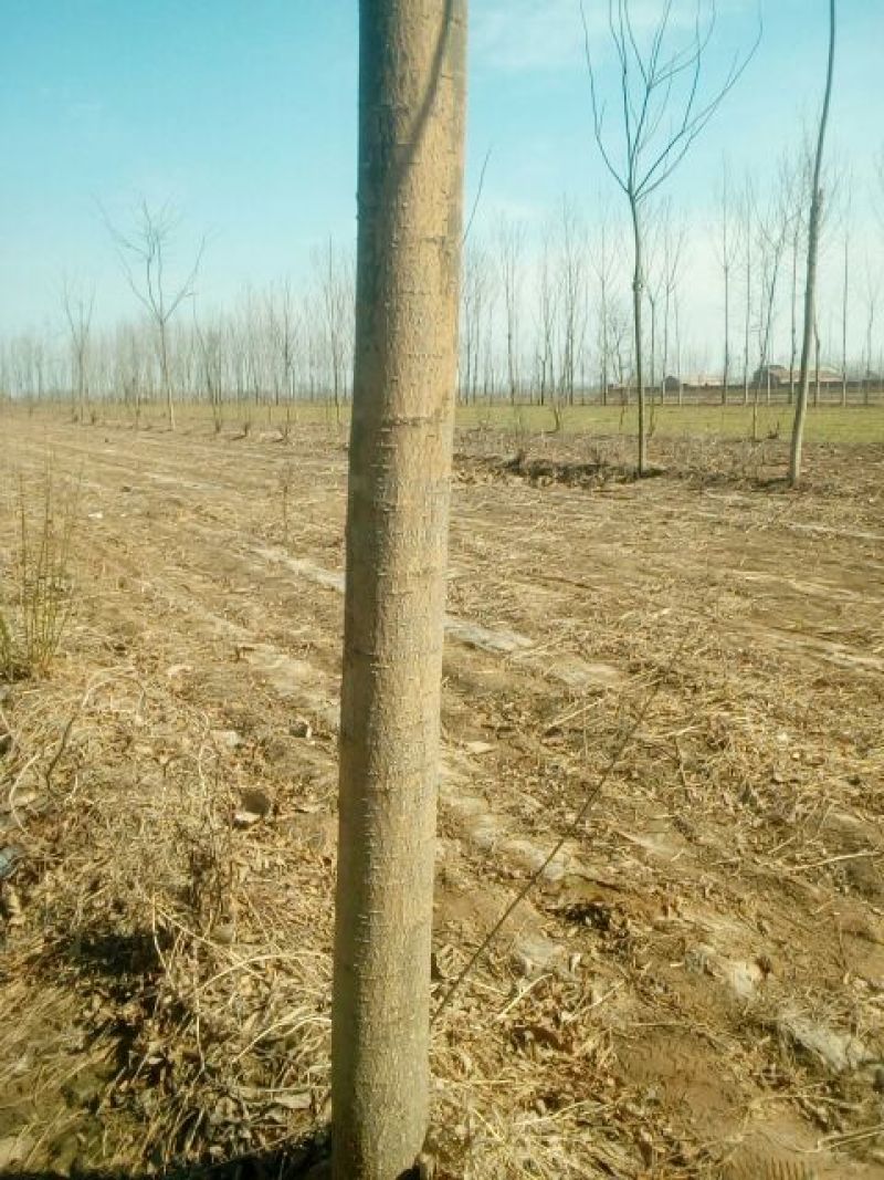 国槐2~4cm4cm以下1米以下