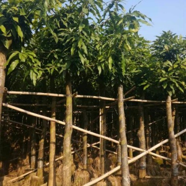 芒果树产地直销可供线上线下交易