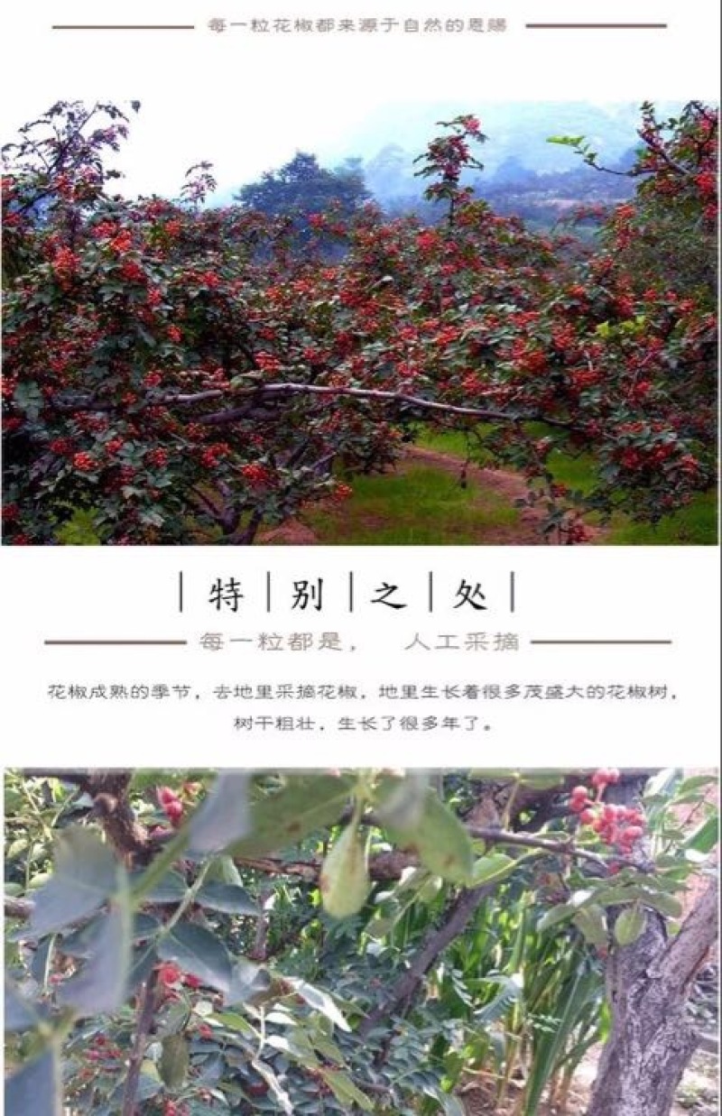 大红袍花椒一级干
