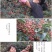 大红袍花椒一级干
